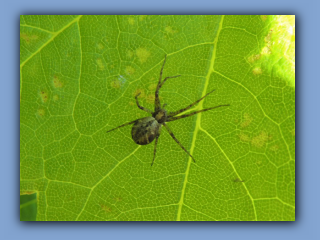 Spider - Philodromus aureolus. Hetton Park 25th June 2020 2.jpg